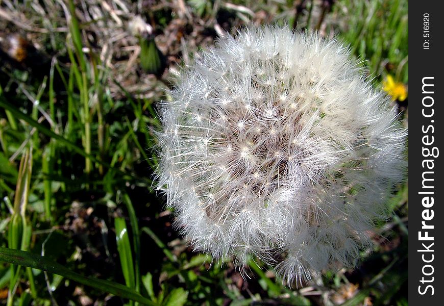 Dandelion and grass. Dandelion and grass