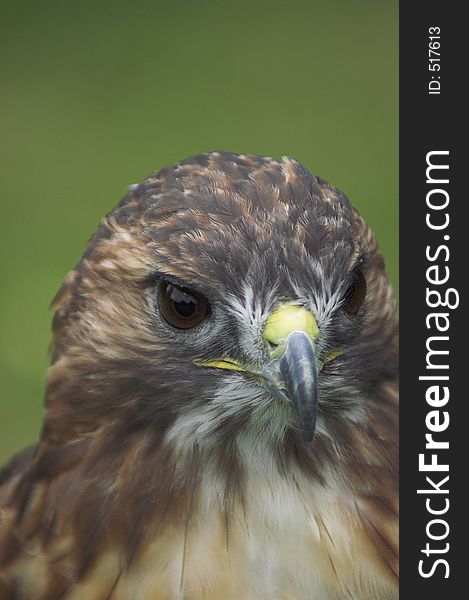 Red Tailed Buzzard at the Falconry Centre at the Dartmoor Wildlife Park