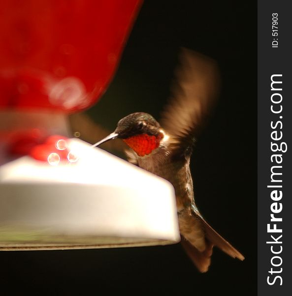 A Humming bird flutters in air while feeding. A Humming bird flutters in air while feeding.