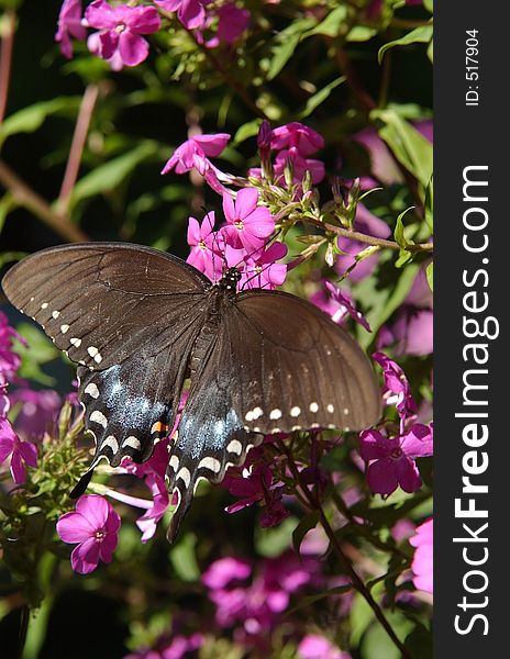 This is a black butterfly on a Butterly Bush in Indiana. This is a black butterfly on a Butterly Bush in Indiana.