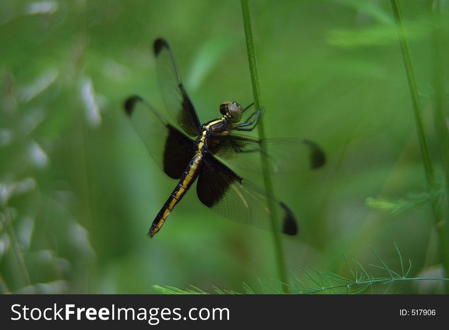 Dragonfly on a stem surrounded by plants. Dragonfly on a stem surrounded by plants
