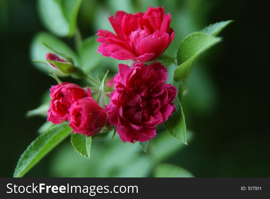 Close-up of a tiny rose bush in Indiana. Close-up of a tiny rose bush in Indiana.