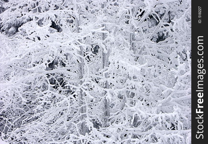 Tree branches covered with snow. Tree branches covered with snow