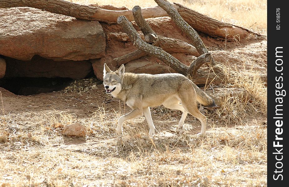 Red Wolf running past its den