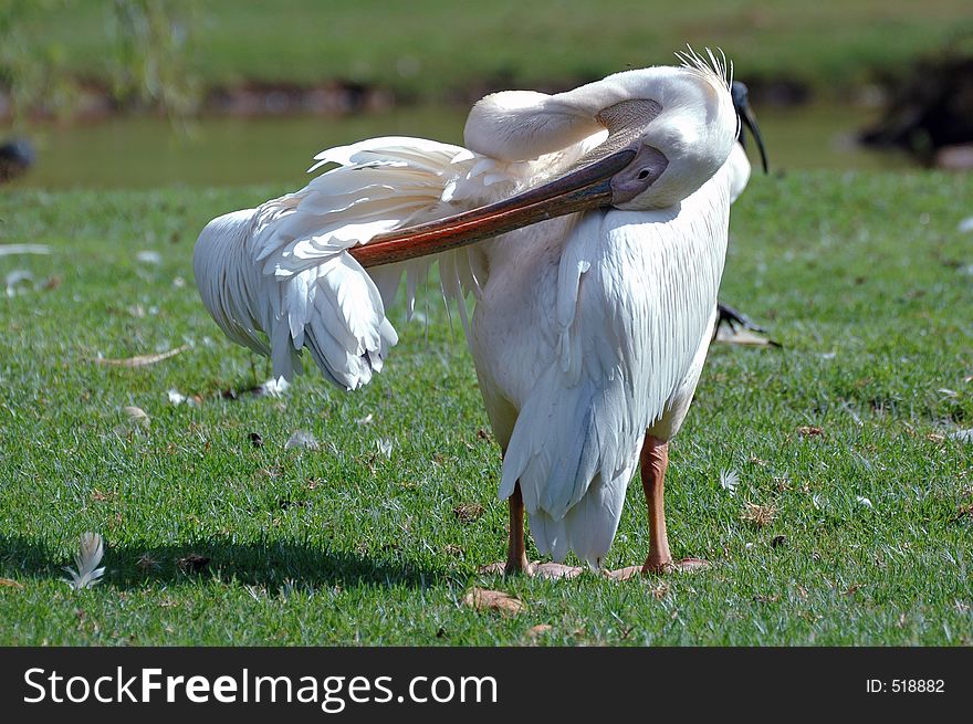 Grooming Pelican. Grooming Pelican.