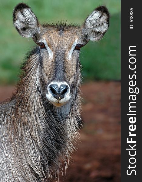 Female Waterbuck.