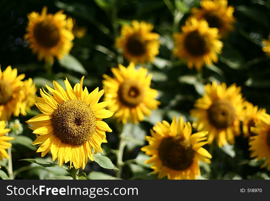 Sunflowers in the sun. Sunflowers in the sun