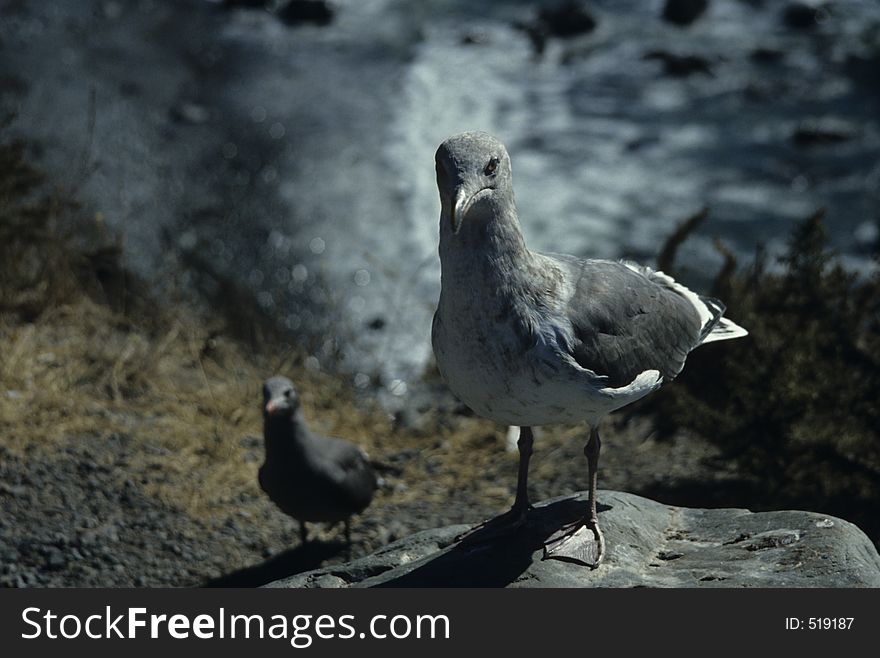 Seagull on rock with little twin