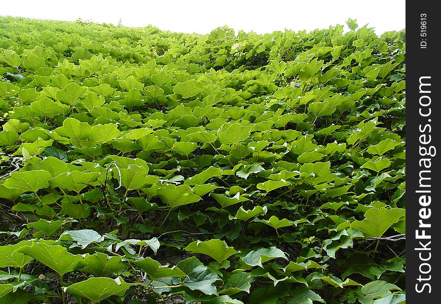 The underside of a wall covered with ivy. The underside of a wall covered with ivy