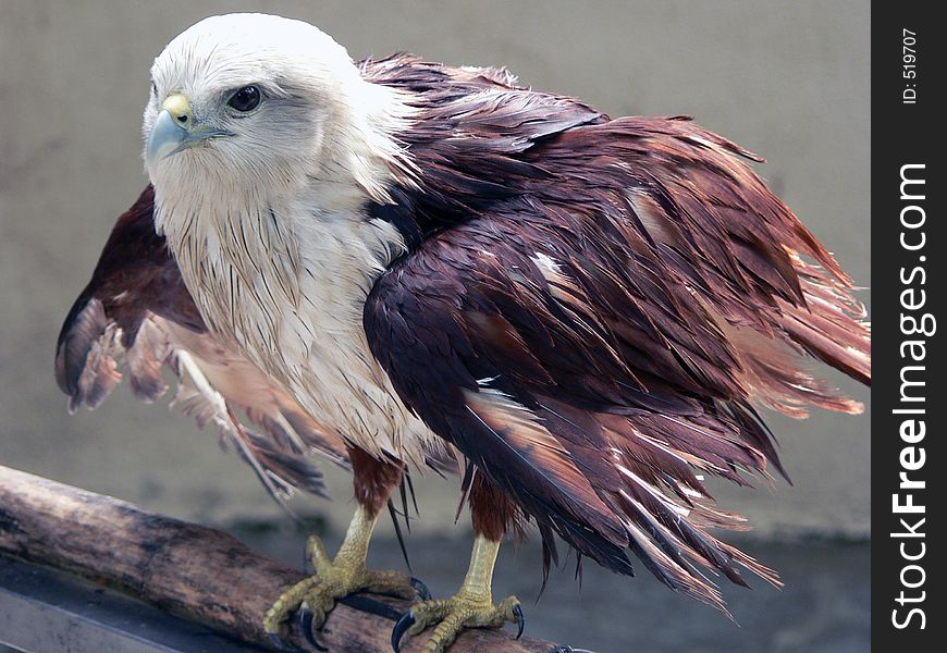 Shot of an eagle after its cleaning routine. For more images of nature's amazing animals please click > Animal Kingdom. Shot of an eagle after its cleaning routine. For more images of nature's amazing animals please click > Animal Kingdom