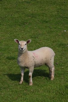 Lamb Stock Images