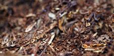 Tobacco Stock Photo Tobacco Stock Photo