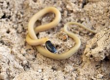 Snake Stock Photography Snake Stock Photography