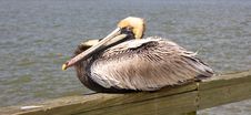 Yellow Head Pelican On Pier Stock Photo Yellow Head Pelican On Pier Stock Photo