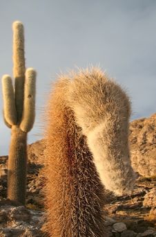 Cacti On Rocks Stock Photo