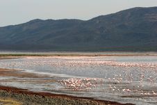 Flamingos Wading In Water Stock Photo Flamingos Wading In Water Stock Photo