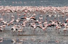 Flamingos Wading In Water Stock Image Flamingos Wading In Water Stock Image