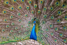 Peacock Royalty Free Stock Photography Peacock Royalty Free Stock Photography