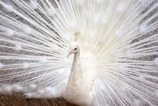 White Peacock Royalty Free Stock Photo White Peacock Royalty Free Stock Photo