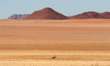 Gemsbok Antelope In Desert Royalty Free Stock Photography