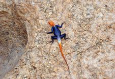 Colorful Lizard Sunbathing Royalty Free Stock Image Colorful Lizard Sunbathing Royalty Free Stock Image