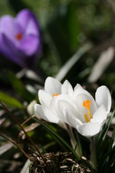 Crocus Stock Image Crocus Stock Image