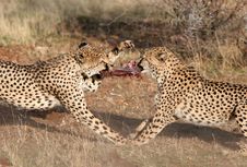 Cheetah Fighting For Meat Stock Photography Cheetah Fighting For Meat Stock Photography