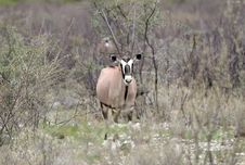 Curious Oryx Antelope Stock Photos Curious Oryx Antelope Stock Photos