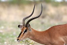 Springbok Antelope Royalty Free Stock Photography