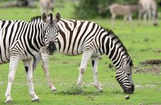 Zebra Looking At Camera Royalty Free Stock Photos Zebra Looking At Camera Royalty Free Stock Photos