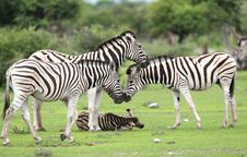 Herd Burchell S Zebras Stock Photos Herd Burchell S Zebras Stock Photos