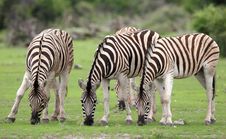 Zebras Feeding With Grass Stock Images Zebras Feeding With Grass Stock Images