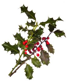 Holly (Ilex) - Isolated On White Royalty Free Stock Photo Holly (Ilex) - Isolated On White Royalty Free Stock Photo