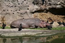 Hippo And Birds Royalty Free Stock Images Hippo And Birds Royalty Free Stock Images