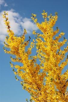 Yellow Flowers On Background Blue Sky Stock Images Yellow Flowers On Background Blue Sky Stock Images