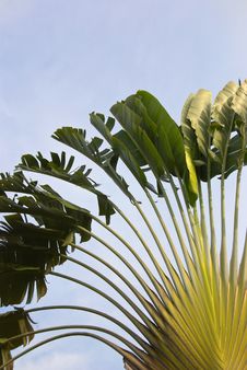 Palm Tree Leaves Royalty Free Stock Photo Palm Tree Leaves Royalty Free Stock Photo