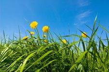 Dandelions Stock Photography Dandelions Stock Photography
