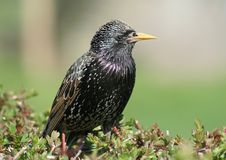Starling Stock Images