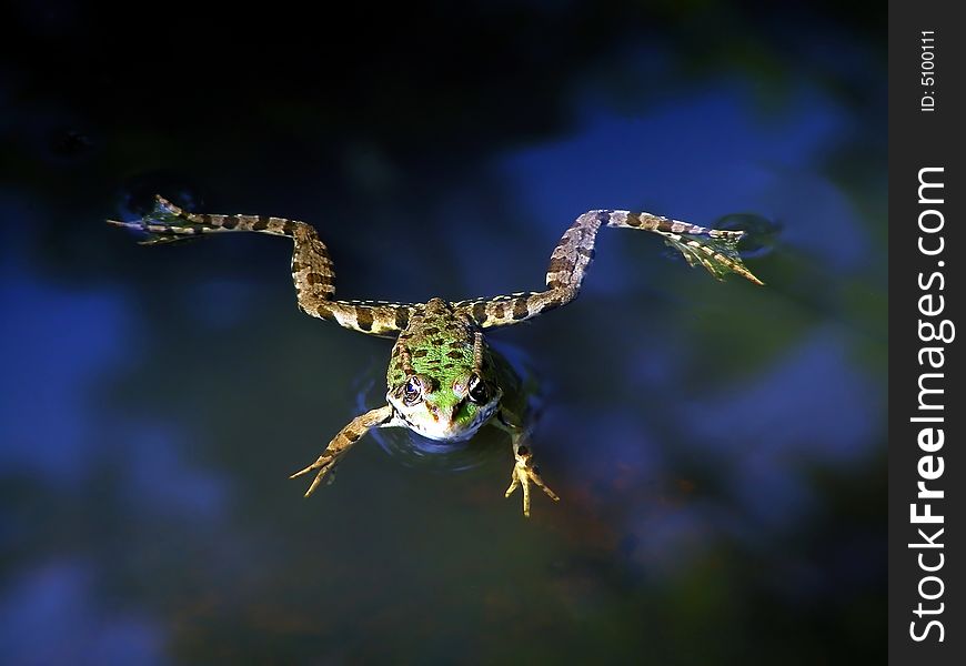 Green and brown frog floating on water...