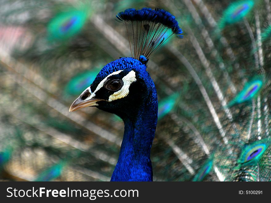 A portray of a peacock.