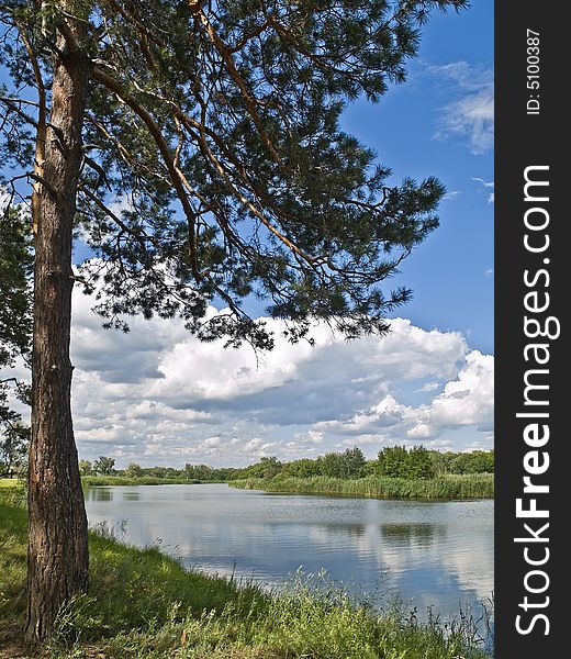 Tree On A Coast Of River In Country