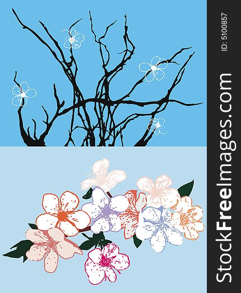 vector cherry flowers