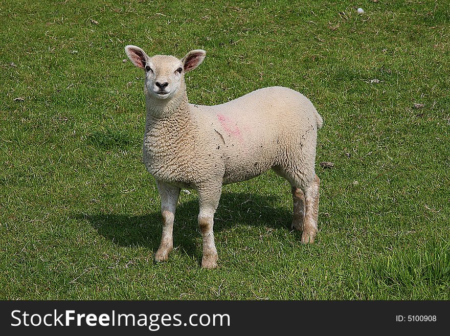 Young lamb in a field