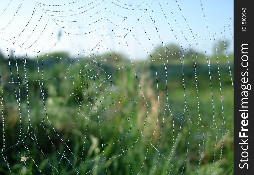 Web in the morning in dew