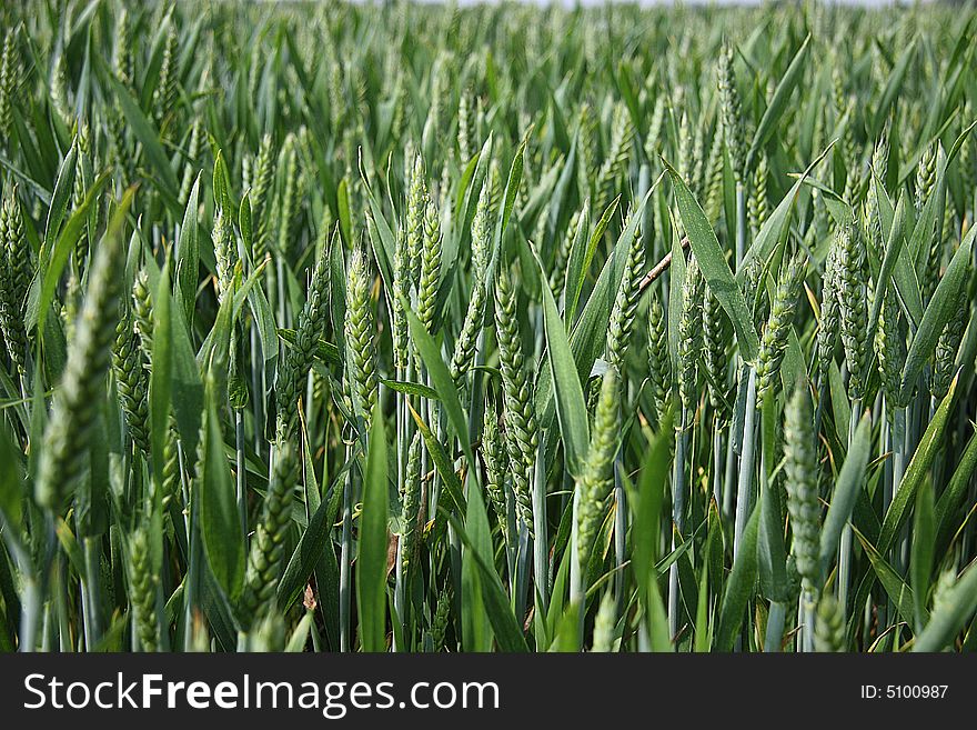 Field of green wheat yet to be harvested. Field of green wheat yet to be harvested