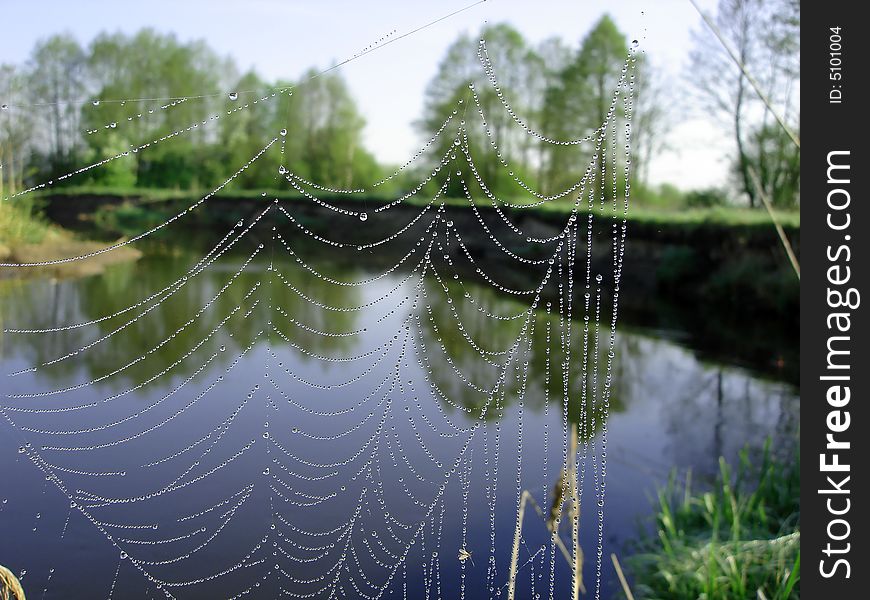 Web in the morning in dew