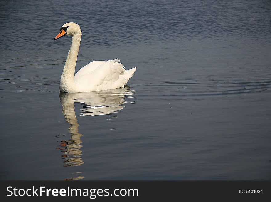 Swan on a river with refelction. Swan on a river with refelction
