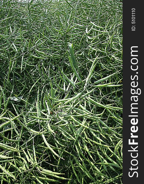 Textured pattern of green crop in field. Textured pattern of green crop in field
