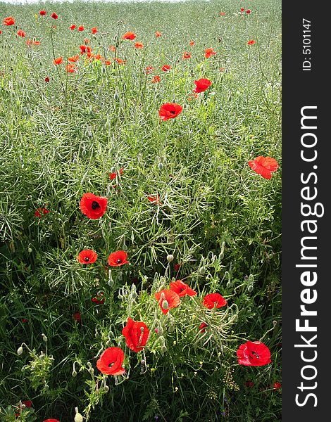 Poppies In Summer Field