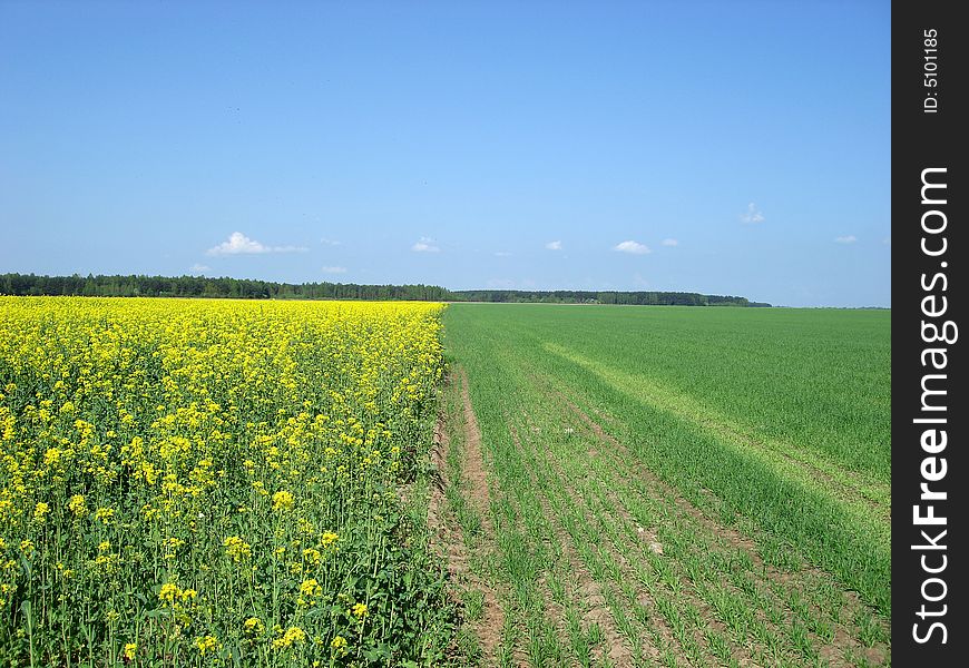 Yellow field in the afternoon. Yellow field in the afternoon